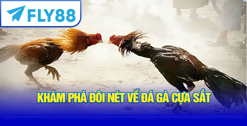 Khám phá đôi nét về đá gà cựa sắt