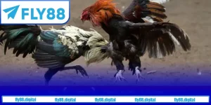 Tổng quan về đá gà Thomo